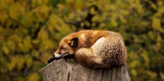 Co lepsze do spania sofa czy narożnik?