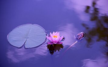 Jakie kadzidła do medytacji? Jakie kadzidła do medytacji?