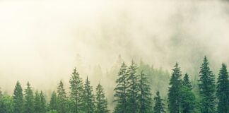 Ile kosztuje jedna sosna w lesie?