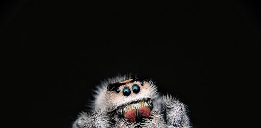 Co lepsze pasy tapicerskie czy sprężyny?